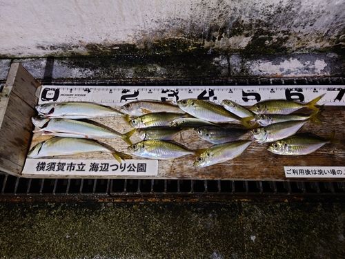 アジの釣果