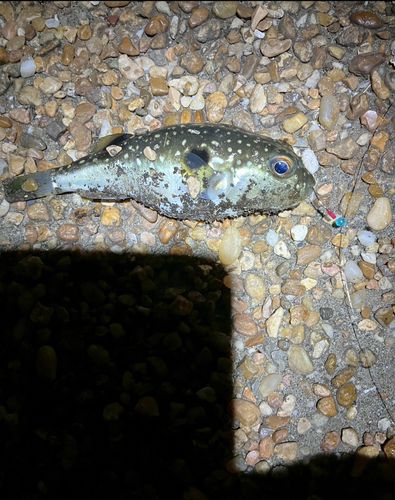 クサフグの釣果