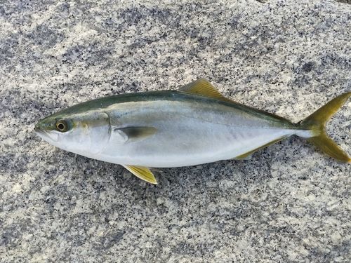 ヤズの釣果