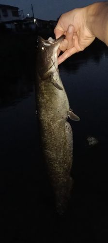ニホンナマズの釣果