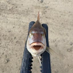 チャリコ