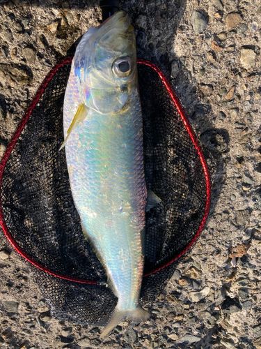 ヒラの釣果