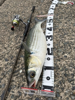 ボラの釣果