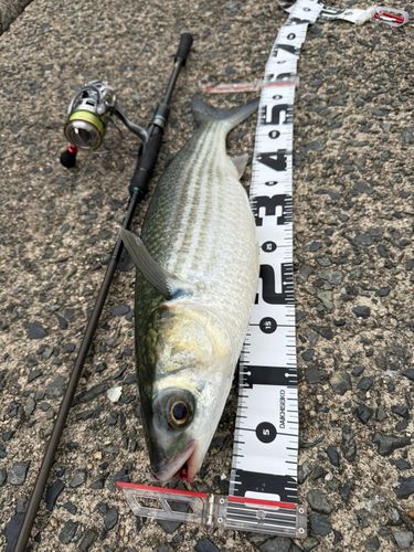 ボラの釣果