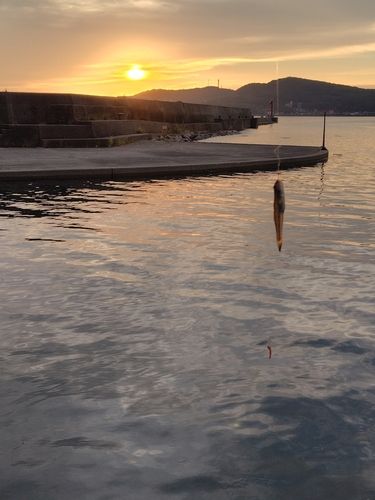 ハゼの釣果