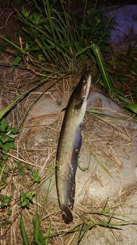 ナマズの釣果