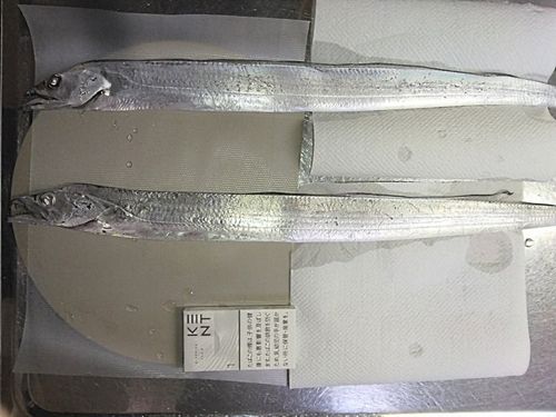 タチウオの釣果
