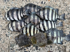 サンバソウの釣果