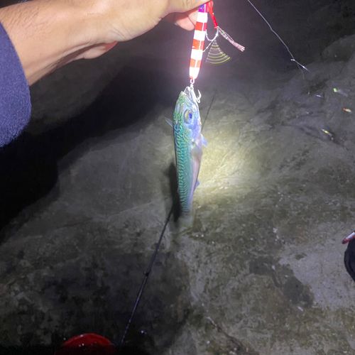 江ノ島裏磯
