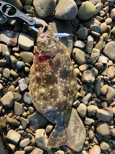 ヒラメの釣果