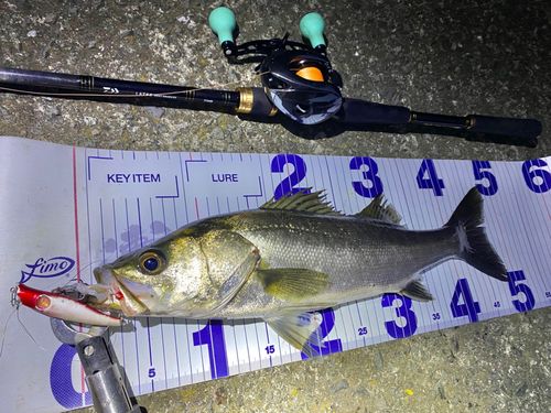 シーバスの釣果