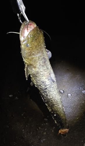 ナマズの釣果