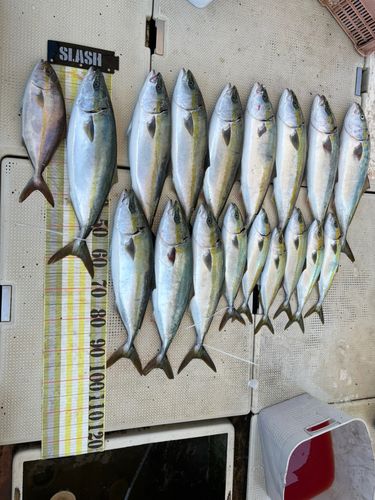 メジロの釣果