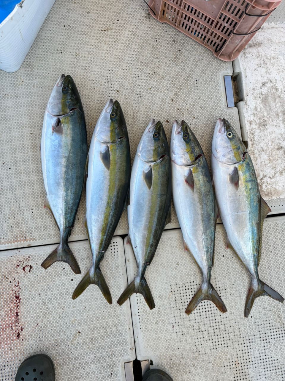 RIKUYAさんの釣果 2枚目の画像