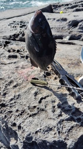 クロメジナの釣果