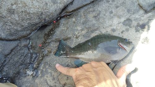 メジナの釣果