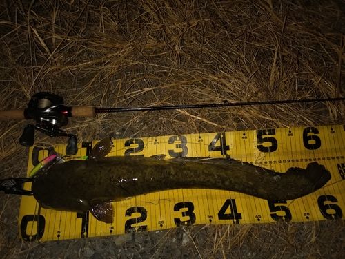 ニホンナマズの釣果