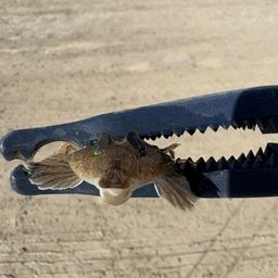 メゴチ