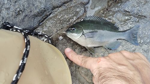 メジナの釣果