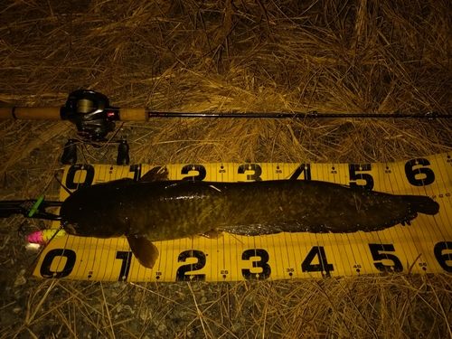 ニホンナマズの釣果