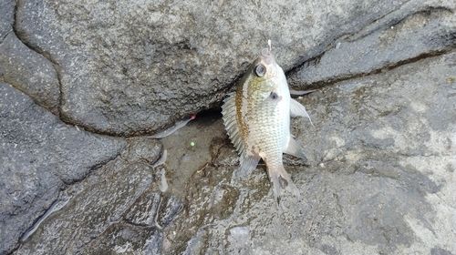 スズメダイの釣果