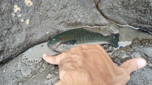 メジナの釣果