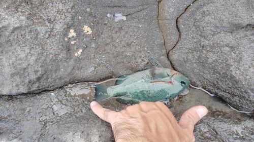 メジナの釣果