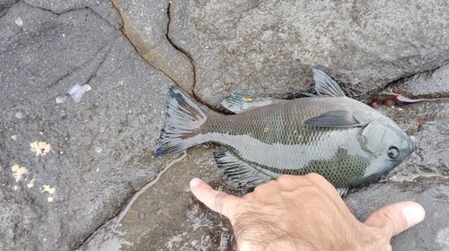 メジナの釣果