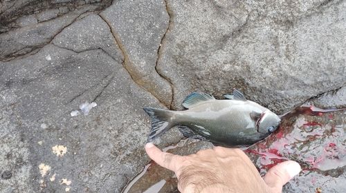 クロメジナの釣果