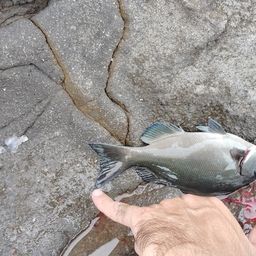 クロメジナ