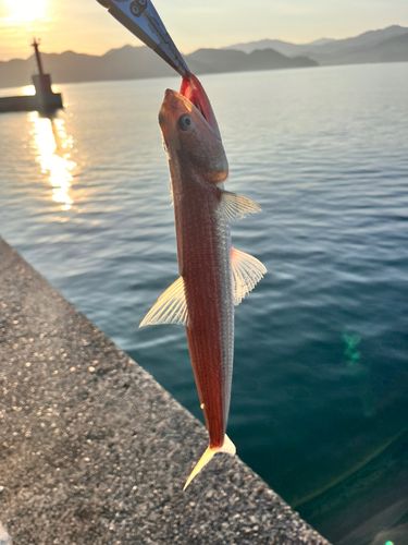 エソの釣果