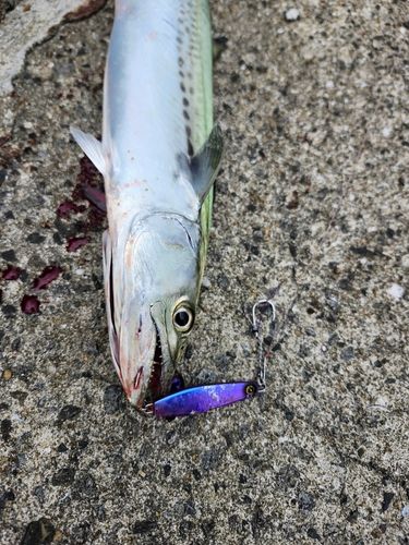 サゴシの釣果