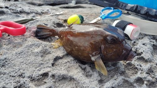 ハコフグの釣果