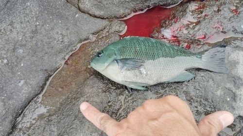 メジナの釣果