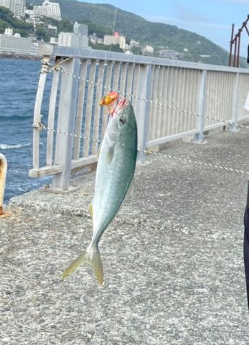 イナダの釣果