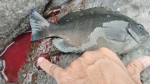 メジナの釣果