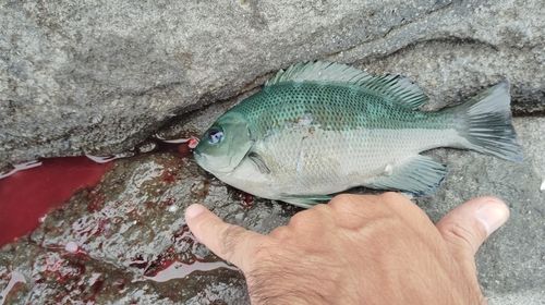 メジナの釣果