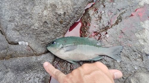 メジナの釣果