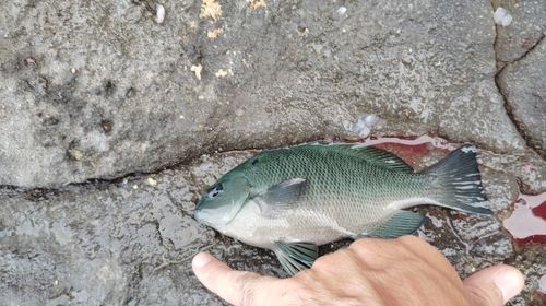 メジナの釣果
