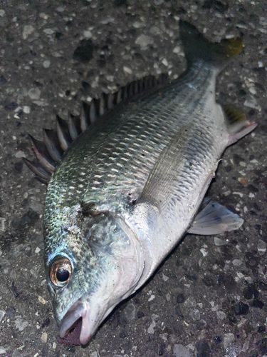 キチヌの釣果