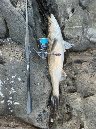 セイゴ（マルスズキ）の釣果