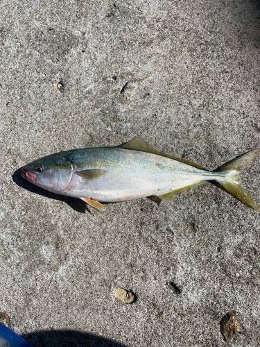 イナダの釣果