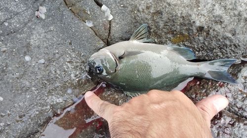 メジナの釣果