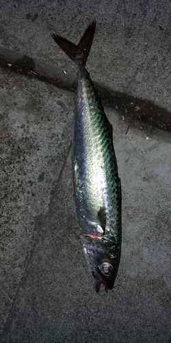 サバの釣果