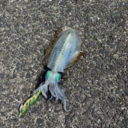 アオリイカ