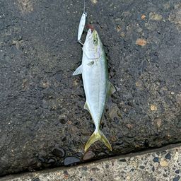 ワカシ