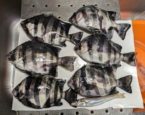 サンバソウの釣果
