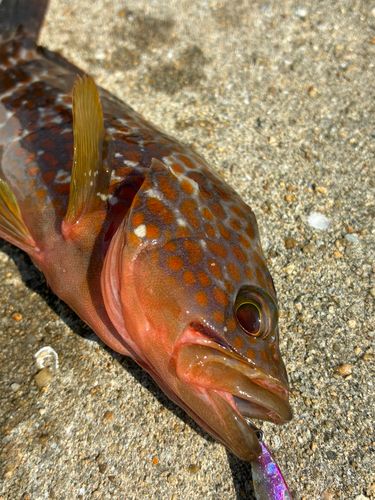 アコウの釣果