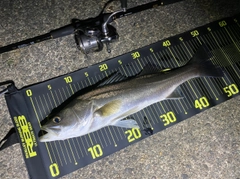 シーバスの釣果