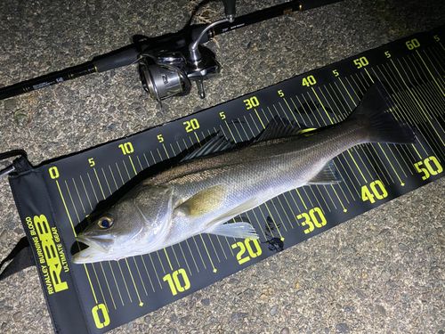 シーバスの釣果